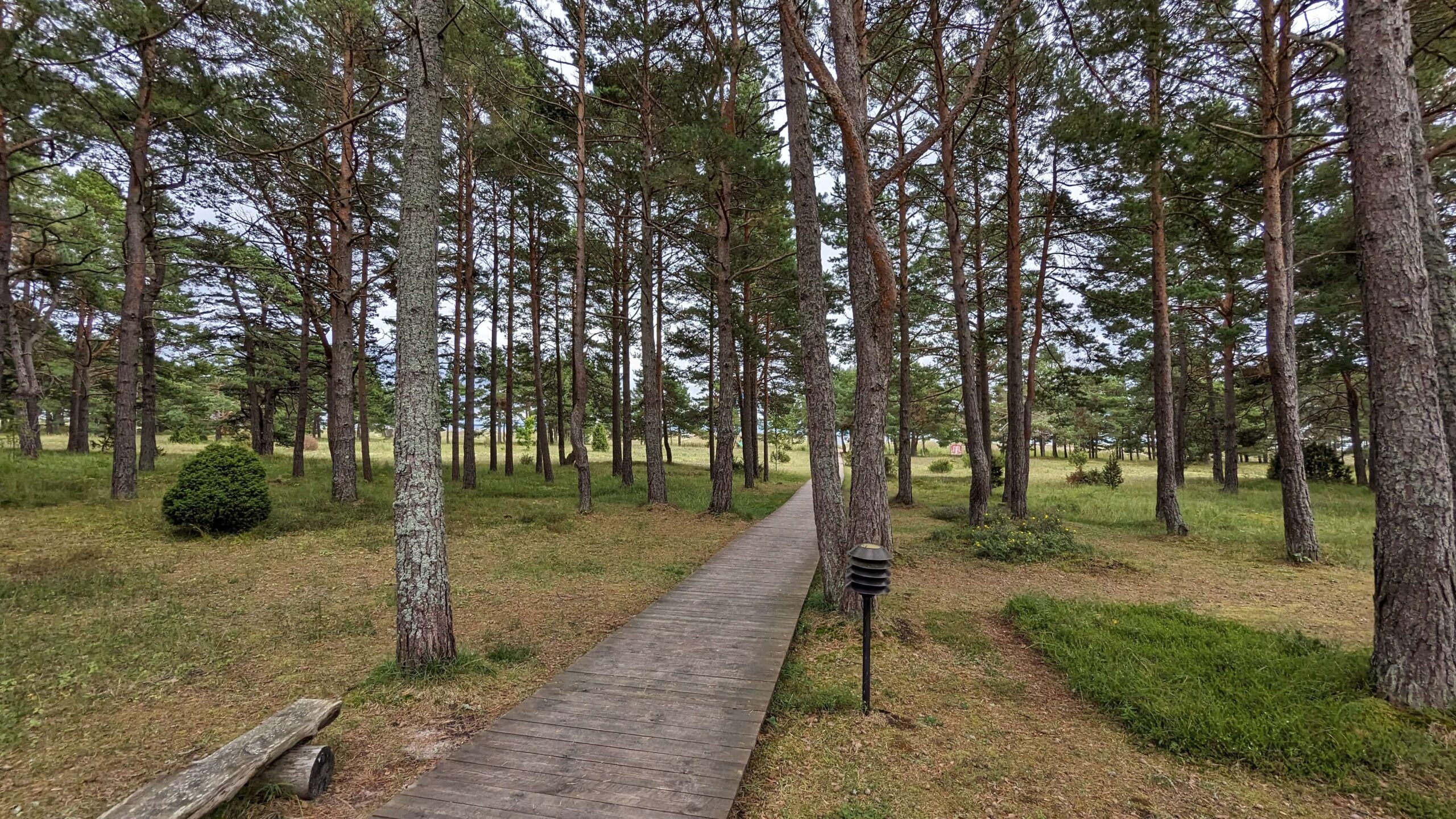 Saaremaa Wald Estland